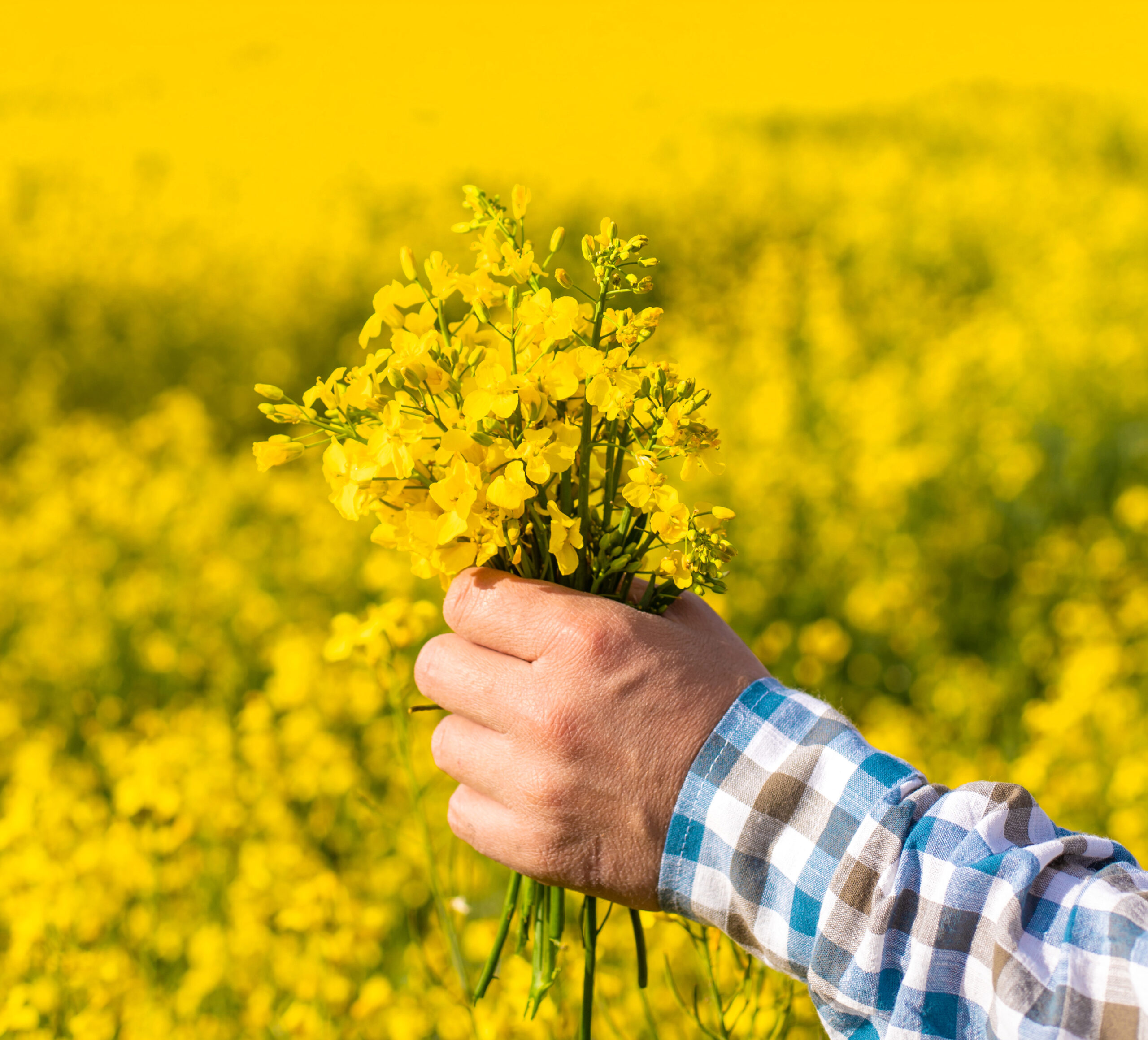 farmer in mustard field. Selective focus. nature.